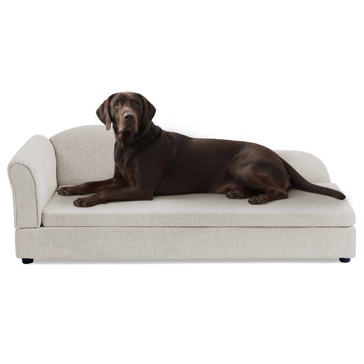 Chocolate labrador resting on the oversized beige linen pet sofa